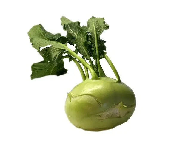 Kedlubna bílá